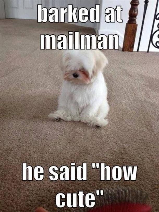 national dog day meme