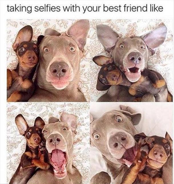 25 Hilarious Dog GIFS to Celebrate National Dog Day (And Your