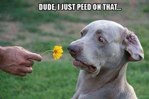 25 Hilarious Dog GIFS to Celebrate National Dog Day (And Your