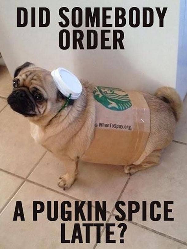 national dog day meme
