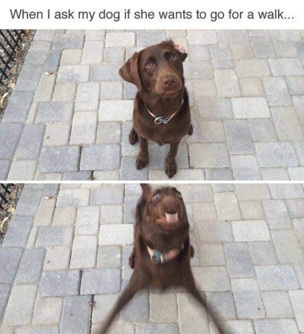 25 Hilarious Dog GIFS to Celebrate National Dog Day (And Your