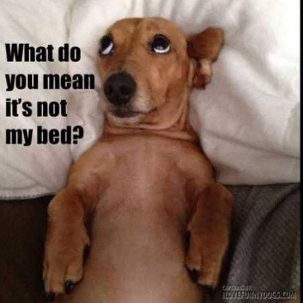 national dog day meme