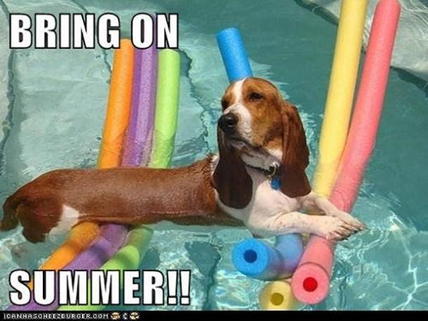 funny pool memes first day of summer memes