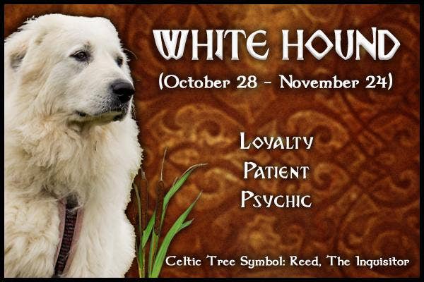  White Hound