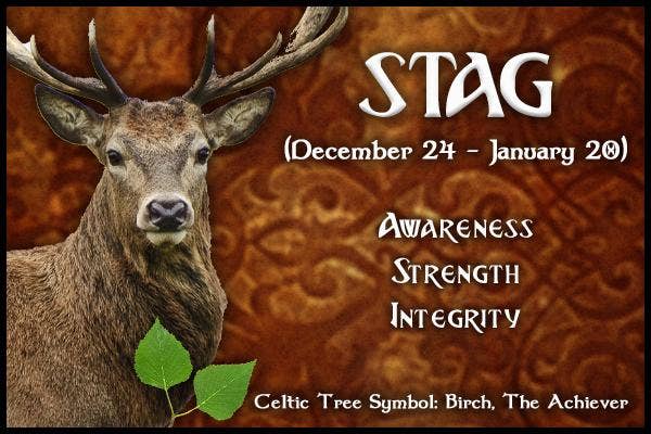 Stag