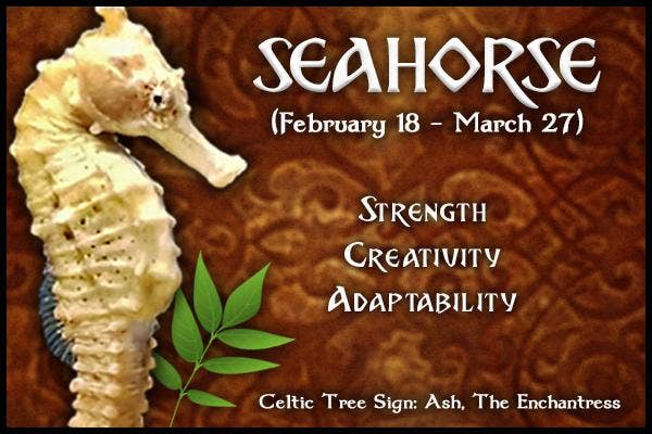  Sea Horse