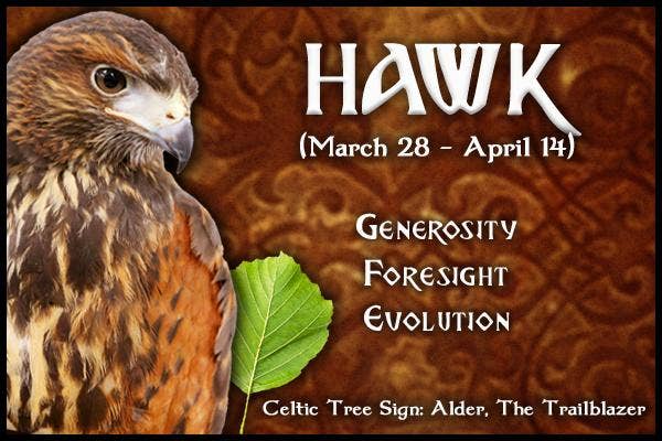  Hawk