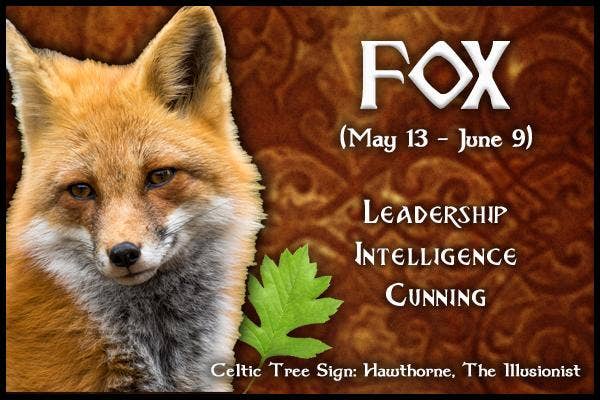  Fox