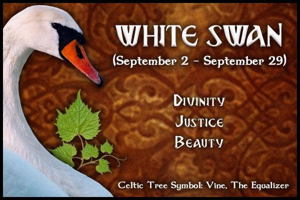  White Swan