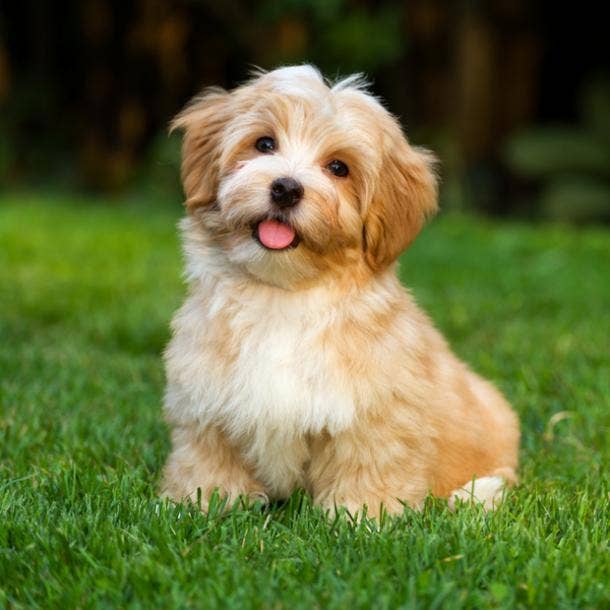 havanese cutest dog breed