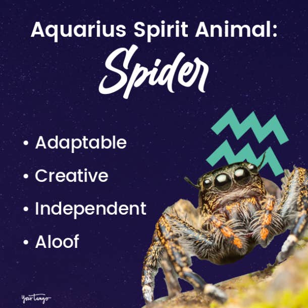 aquarius spirit animal spider