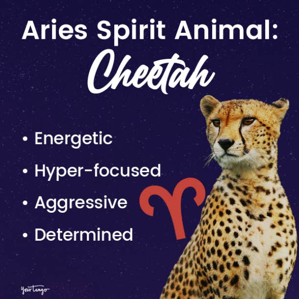 aries spirit animal cheetah