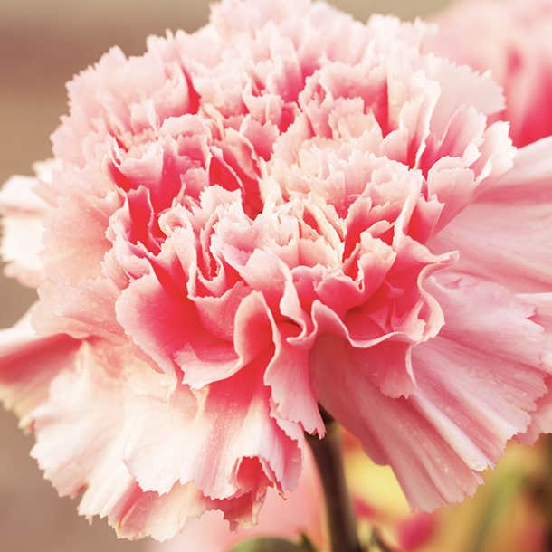 birth month flower january carnation