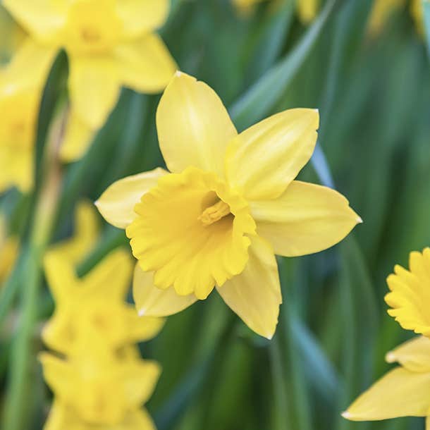 birth month flower march daffodil