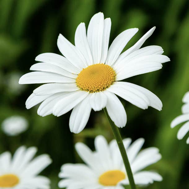 birth month flower april daisy