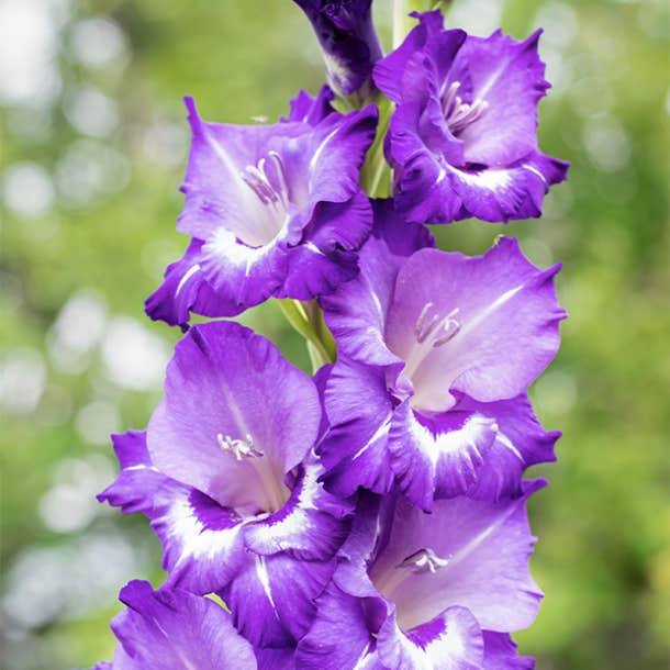 birth month flower august gladiolus
