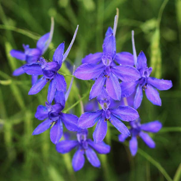 birth month flower july larkspur