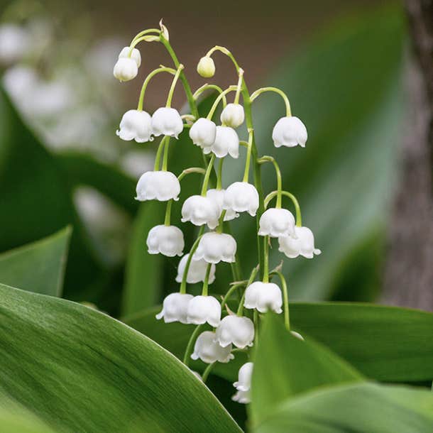 birth month flower may lily of the valley
