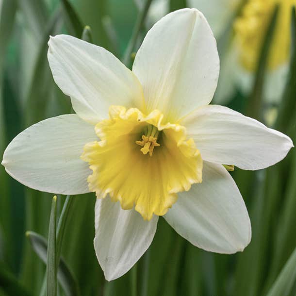 birth month flower december narcissus