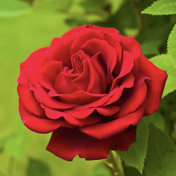 birth month flower june rose