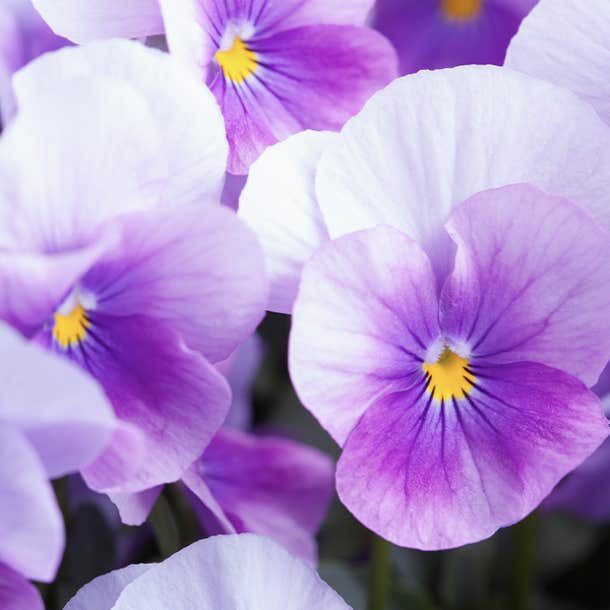 birth month flower february violet