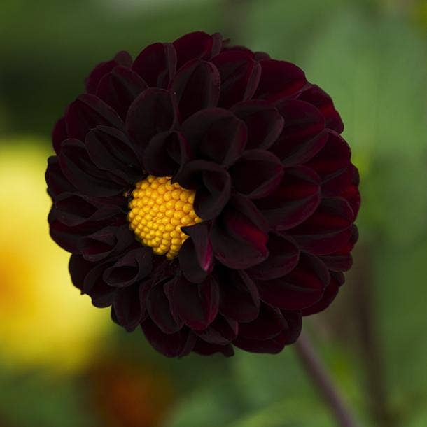 black dahlia flowers with negative meanings 