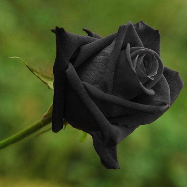 black rose flowers with negative meanings