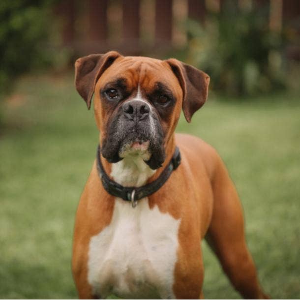 boxer cutest dog breed