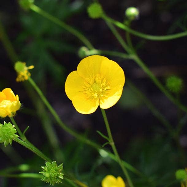 buttercups flowers with negative meanings