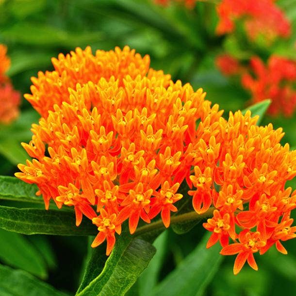 butterfly weed flowers with negative meanings