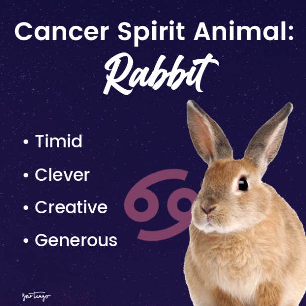cancer spirit animal rabbit