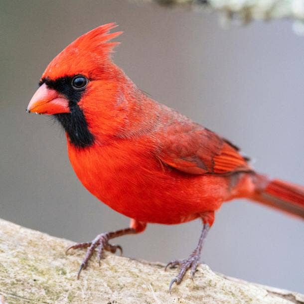 cardinal bird meanings