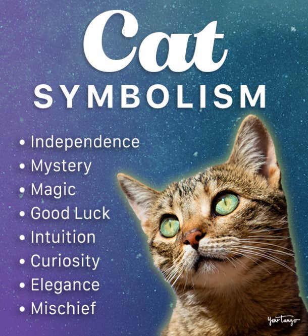 Cat Symbolism & Spiritual Meanings Of A Cat Spirit Animal | YourTango