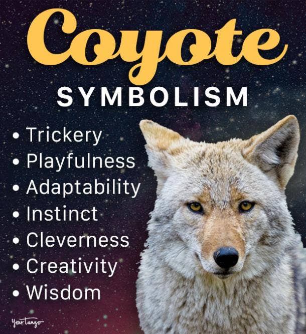 Coyote Symbolism & Spiritual Meanings Of A Coyote Spirit Animal | YourTango