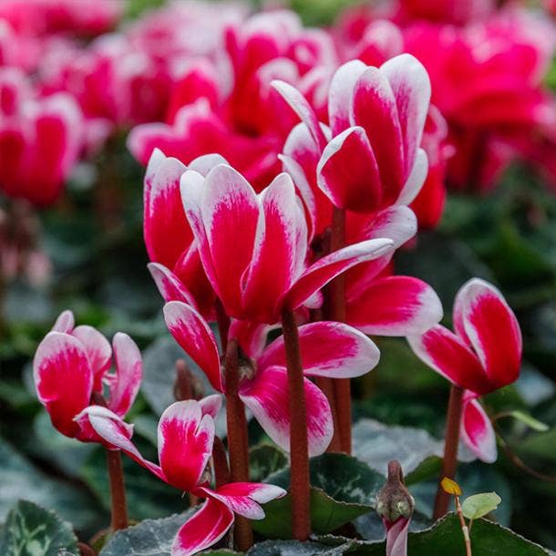 cyclamen flowers with negative meanings 