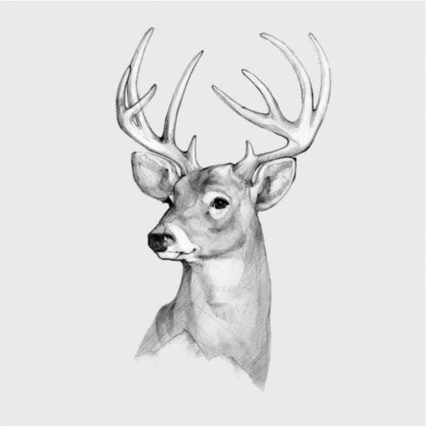 Life-Like Deer Tattoo Design Idea