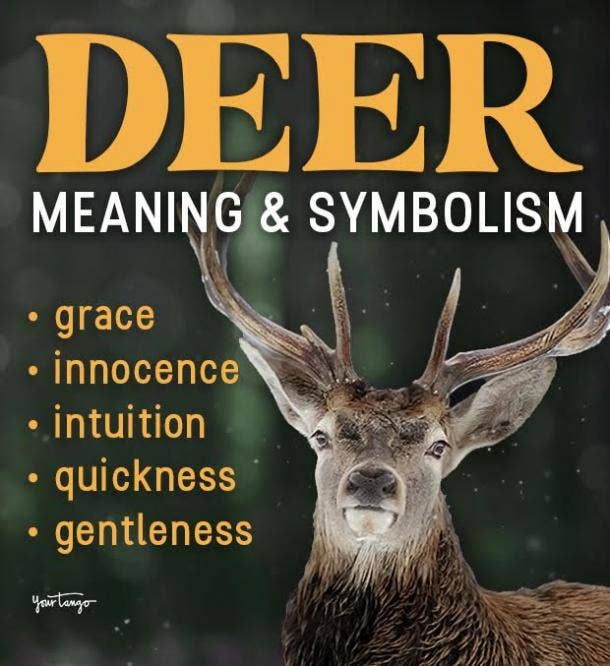 Deer Symbolism & Spiritual Meanings Of Deer Spirit Animal | YourTango