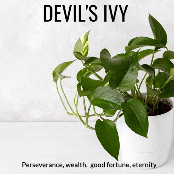 devil's ivy plant symbolism