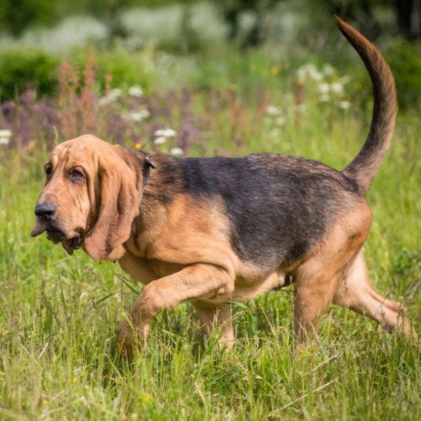 what does it mean when a dog bites your left hand in a dream