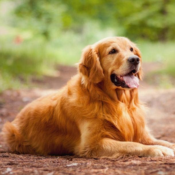dog dream meanings - hunting dogs