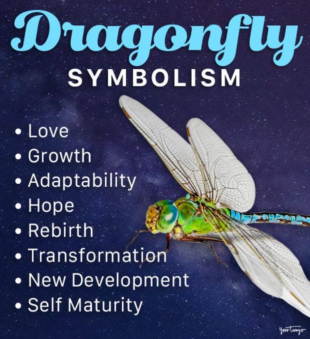 Dragonfly Symbolism Spiritual Meanings Of A Dragonfly Spirit Animal  YourTango | Blue And Brown Dragonfly Poster 