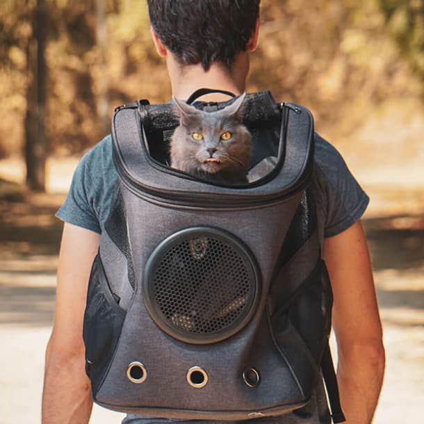 fat cat backpack Cat Toys