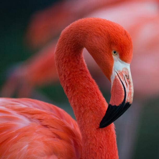 flamingo bird meanings