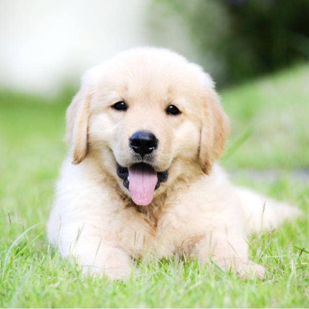 golden retriever cutest dog breeds