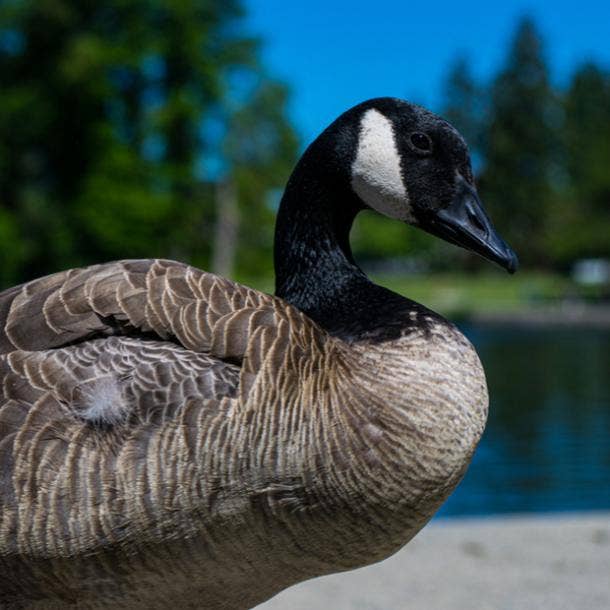 goose bird meanings