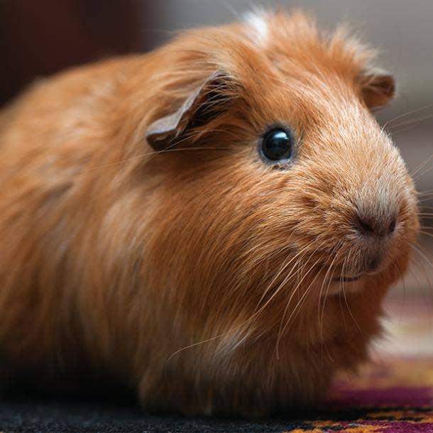 tan and white guinea pig