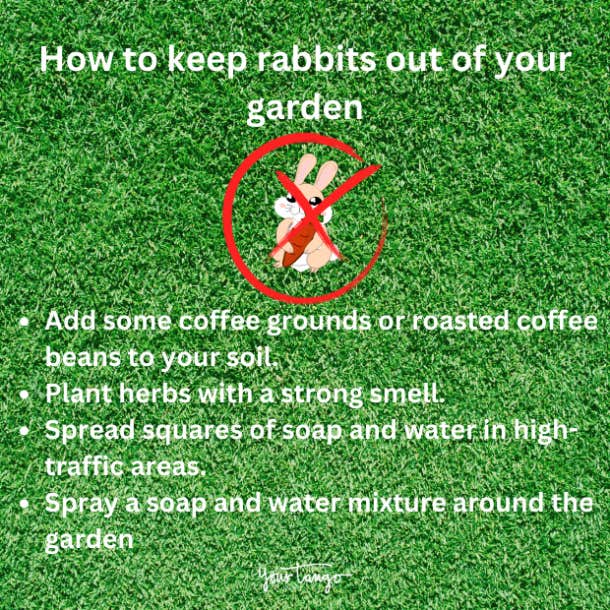 how to keep rabbits out of your garden