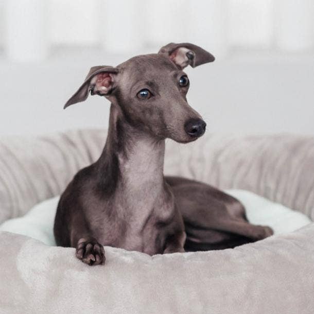italian greyhound cutest dog breeds