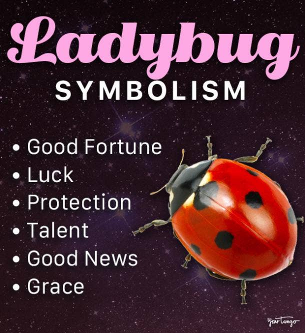 What It Means If You Dream Of Or See A Ladybug | YourTango