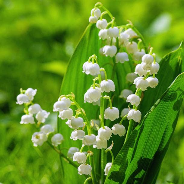 lily of the valley flowers with negative meanings 